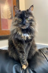 A kitten