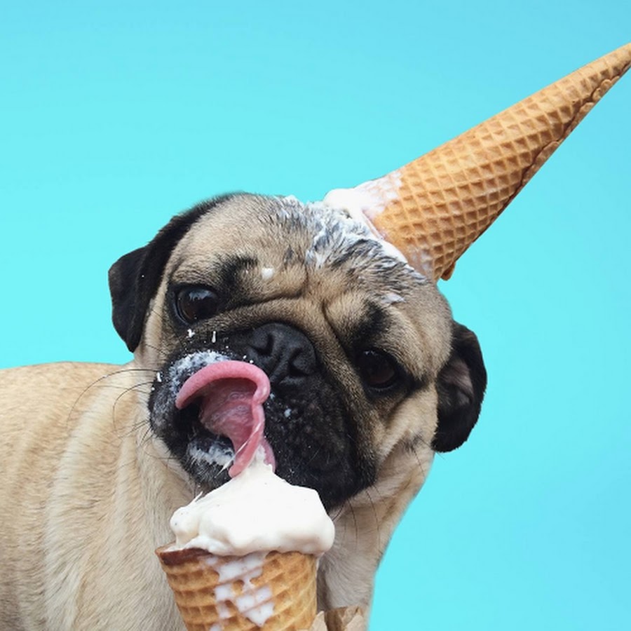 Pug with Ice-cream