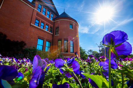 Morrill Hall and purple pansies