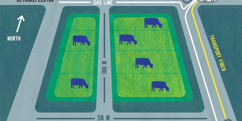 Illustration shows cows in field with laser and fiber paths around the edges.